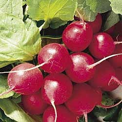 Cherrybelle Radish seed Raphanus sativus